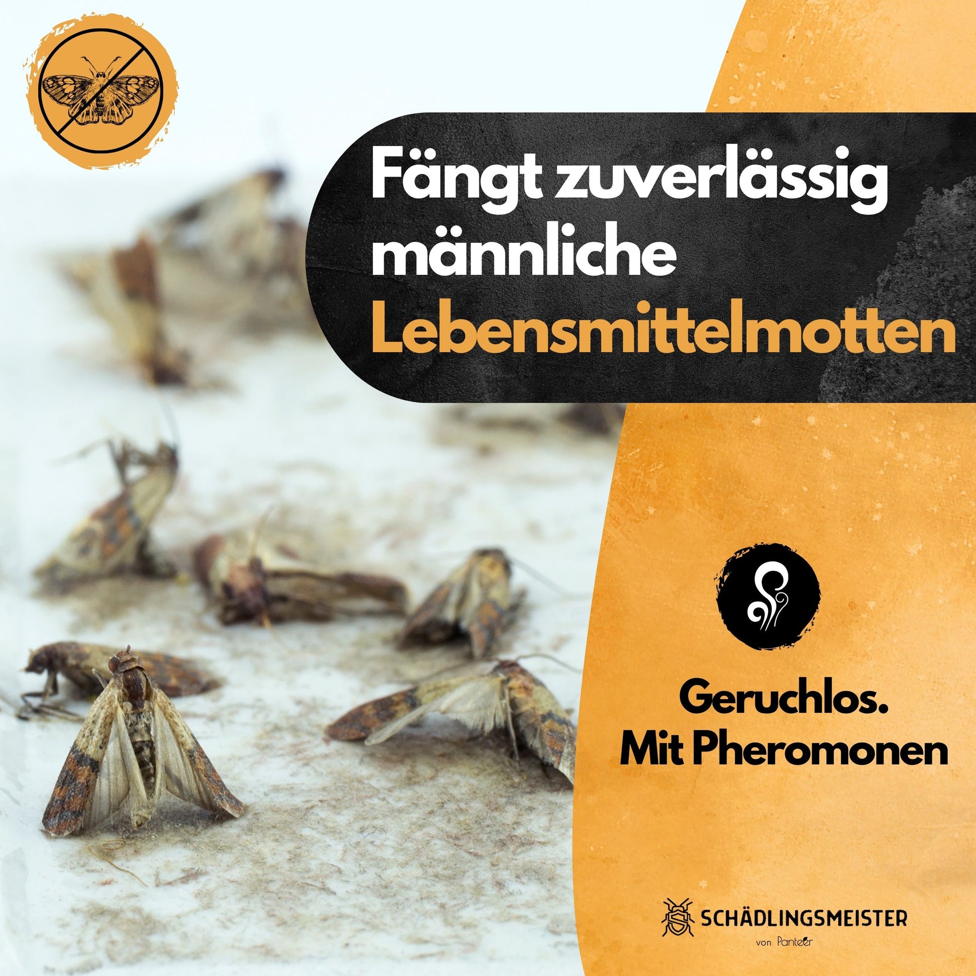 Mottenfalle Lebensmittel - 10 Stück Spar Set (Zur Bedarfskontrolle)