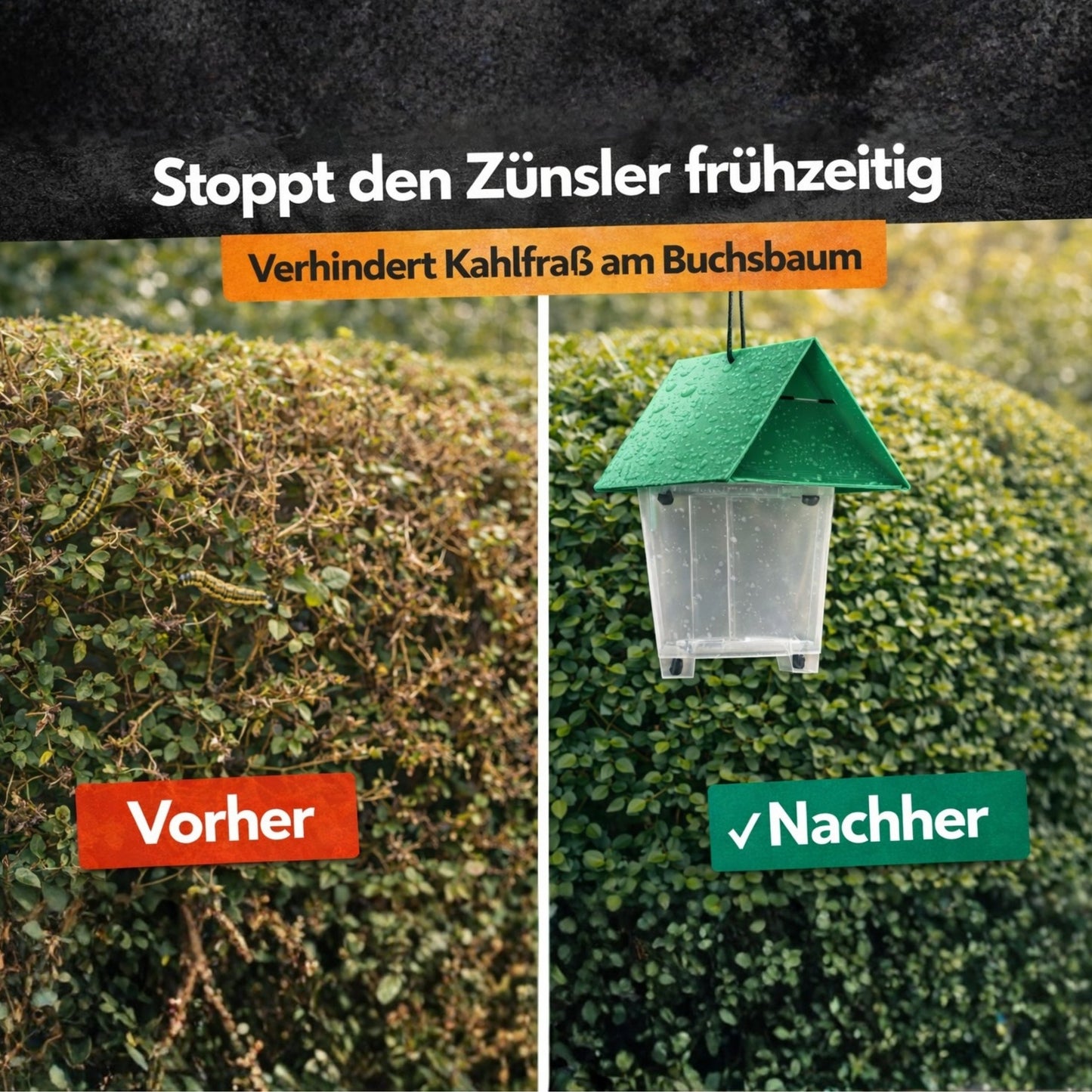 Buchsbaumzünsler Pheromonfalle - Überwachung bis 200 m²