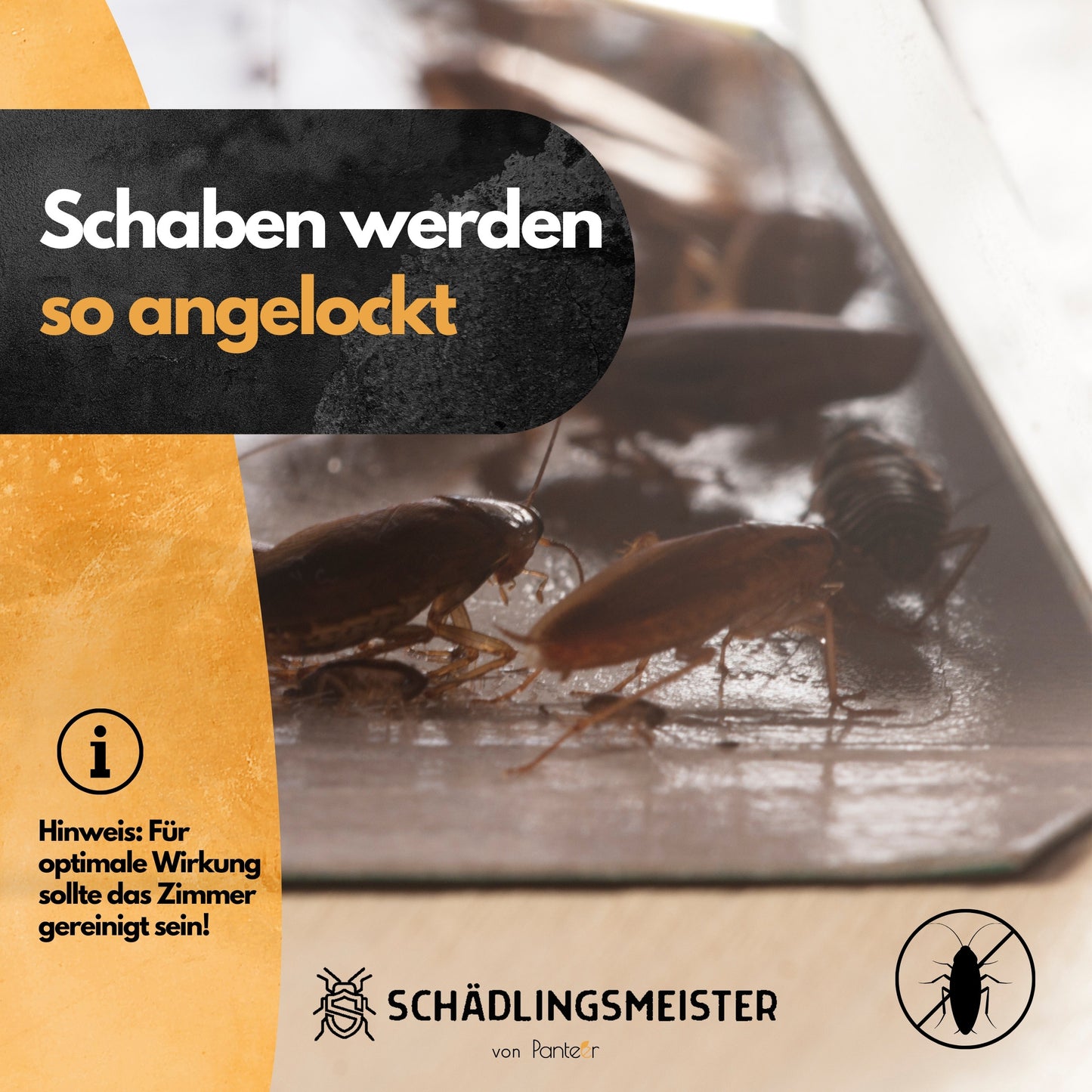 Schabenfalle - 5 Stück - inkl. Köder - Kakerlaken bekämpfen - Zum Monitoring - 5 Stück