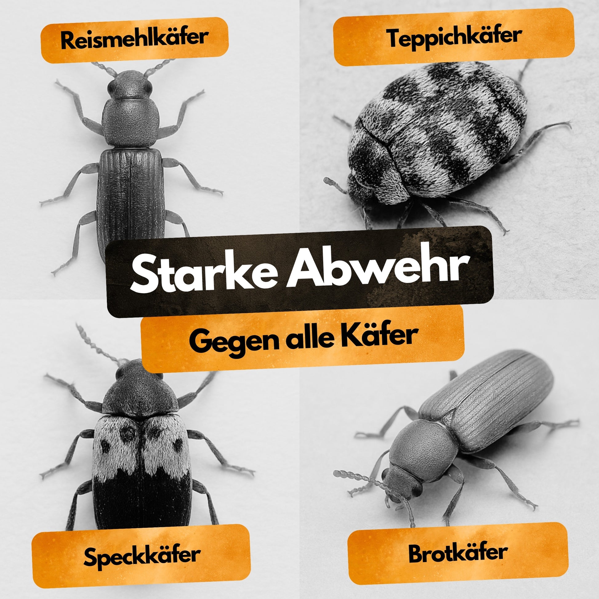 Gegen Käfer! – Insektenschutz Abwehrmittel Kanister – 5L - Anwendungsfertig