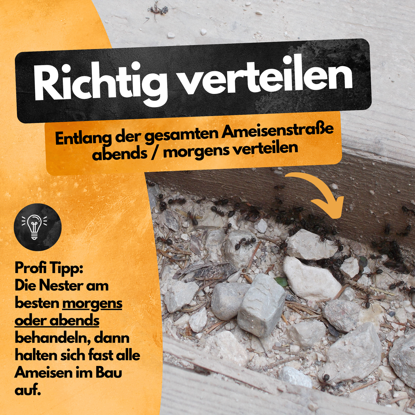 Ameisen Abwehr Pulver – 500 g – Für Innen & Außen – PT19 Repellent