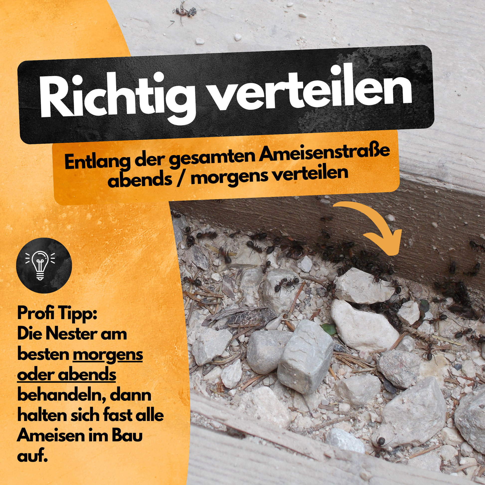 Ameisen Abwehr Pulver – 500 g – Für Innen & Außen – PT19 Repellent