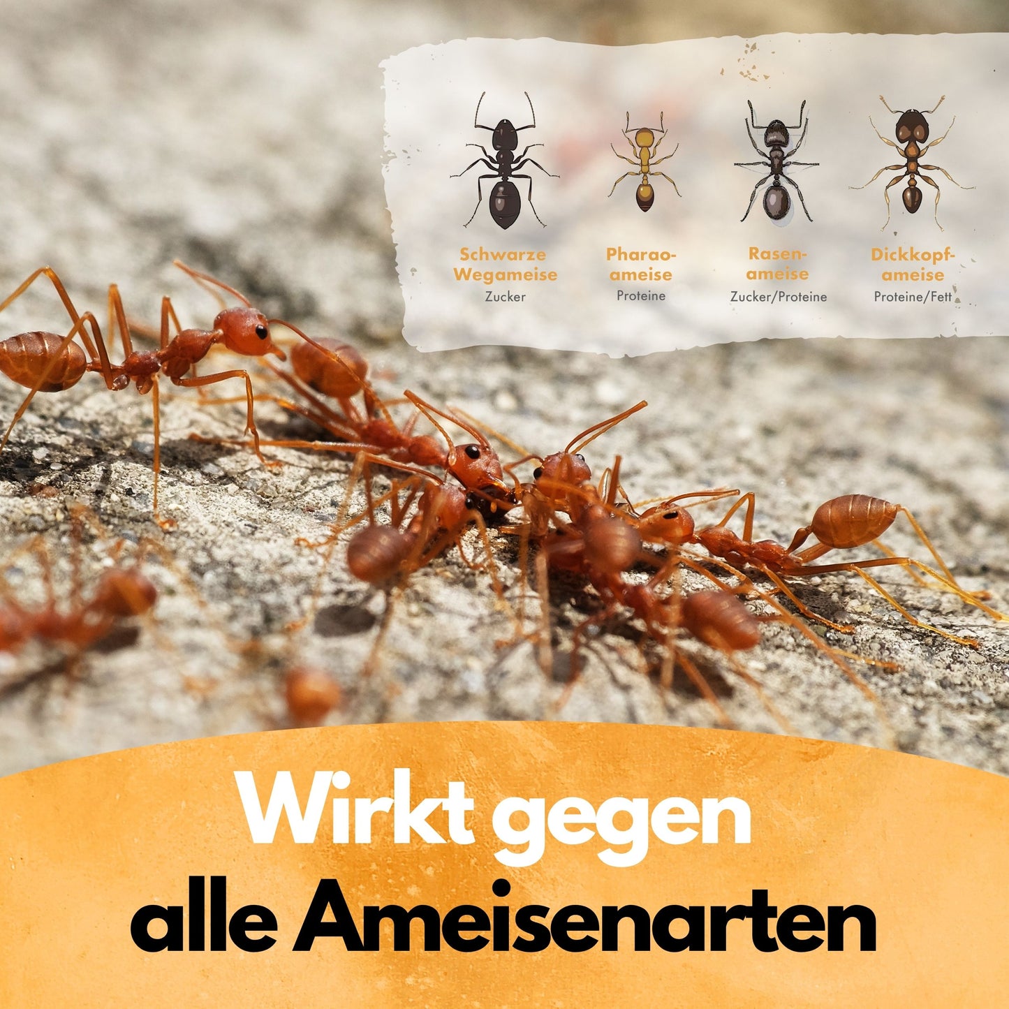 Ameisen Abwehr Pulver – 500 g – Für Innen & Außen – PT19 Repellent