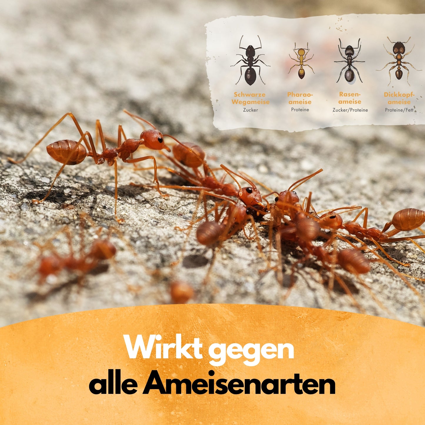 Ameisen-Ex Pulver - Ameisenstreu XXL - 5 Kg - Pulver