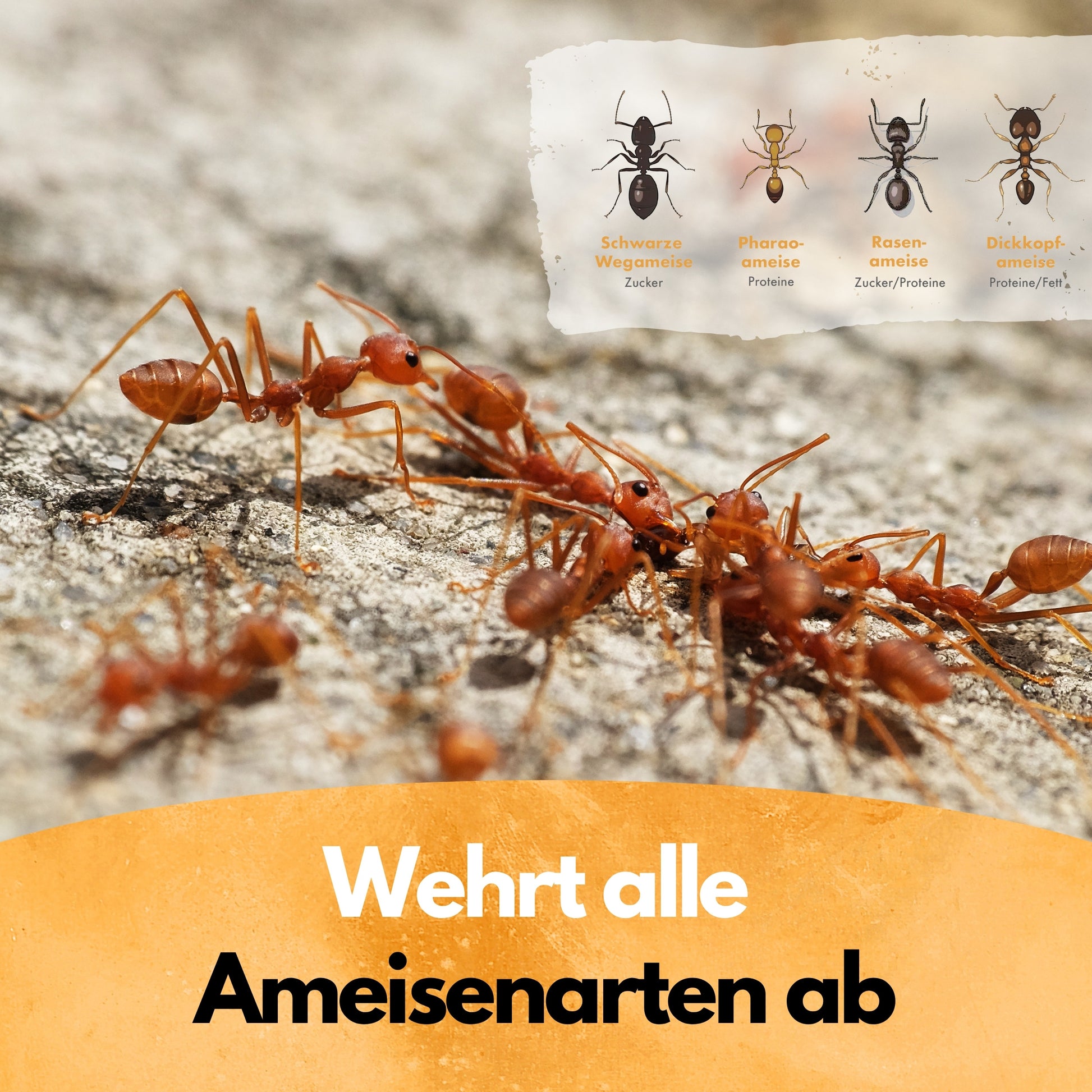 Gegen Ameisen! – Insektenschutz Abwehrmittel Kanister – 5L - Anwendungsfertig