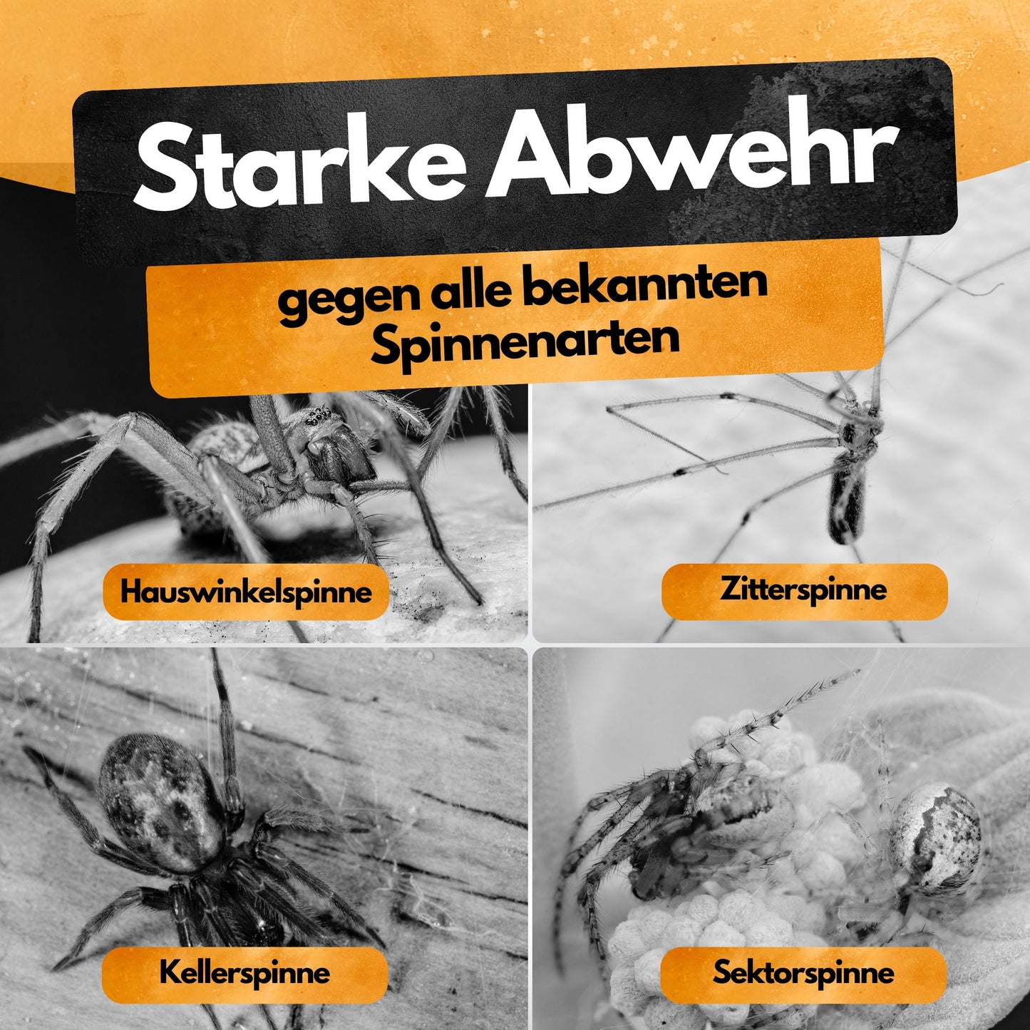 Gegen Spinnen! – Insektenschutz Abwehrmittel Kanister – 5L - Anwendungsfertig